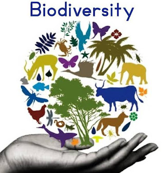 Why is Biodiversity so important ?