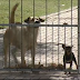 PORT ELIZABETH - WILL PUBLIC VOTE IN FAVOUR OF NEW BY-LAWS AGAINST ILLEGAL DOG BREEDING?