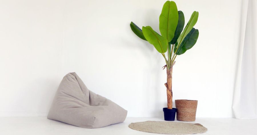 How to grow a banana plant indoor