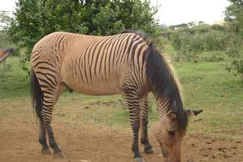 Zebroid - ذيبروييد - هجين الحمار الوحشي
