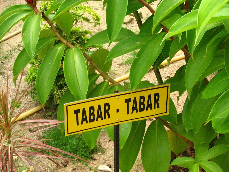 Terpopuler Tanaman Herba Di Malaysia, Tanaman Herbal