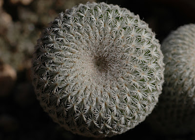 Epithelantha micromeris v. greggii (Cuesta la Muralla, Coahuila, Mexico)