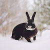 Is One Rabbit Ok : Easter bunny used as drug mule not OK in OK | Quincy ... - If one rabbit needs to go to the vet, both need to go.