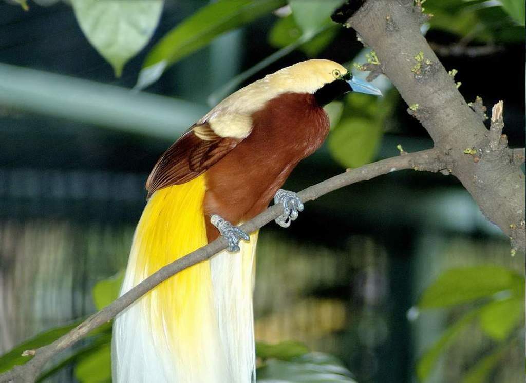  Burung  Kumpulan Gambar 