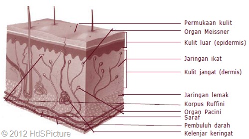 peta konsep sistem ekskresi pada manusia Sistem Ekskresi Pada Manusia