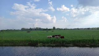 Weilanden bij klooster Yesse met koeien en paarden