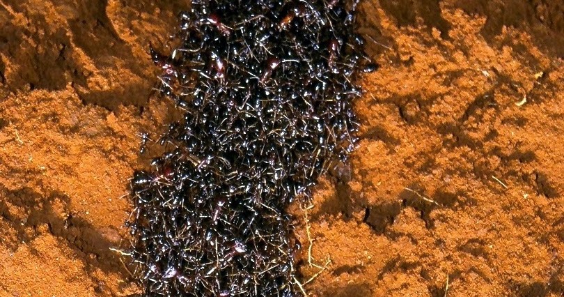 Semut Paling Mematikan Di Dunia (Semut Siafu) ~ uchavision