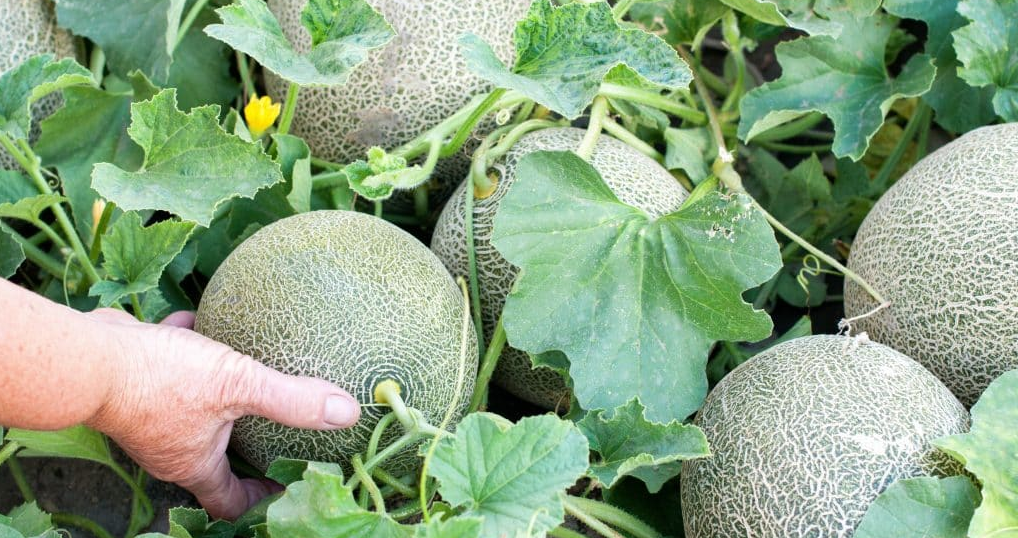 emploi cuilleurs melons