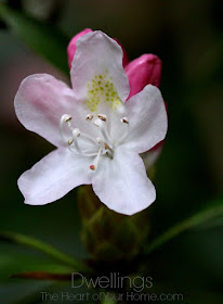 Mountain Rhododendron