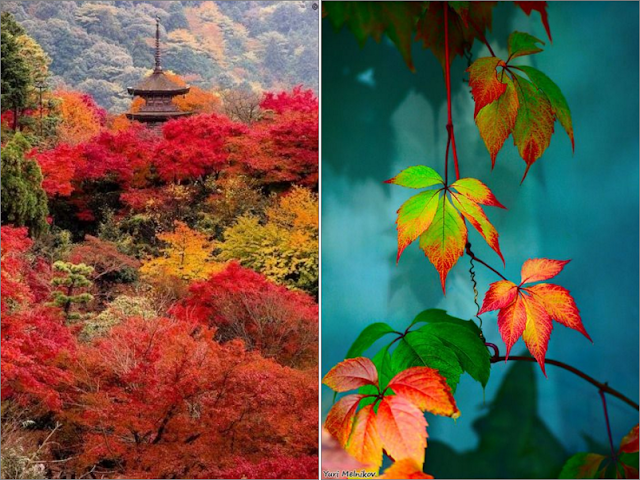 These 100+ Beautiful Autumn Photos Will Inspire You To Grab Your Camera