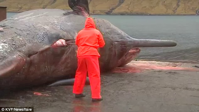 Sperm whale EXPLODING  