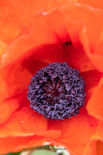 Makrofotografie Türkischer Mohn Olaf Kerber