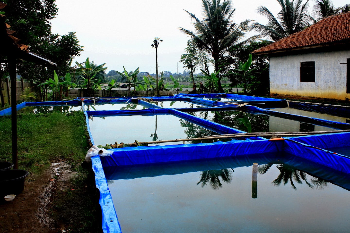 Cara Budidaya Lele di Kolam Terpal Untuk Pemula