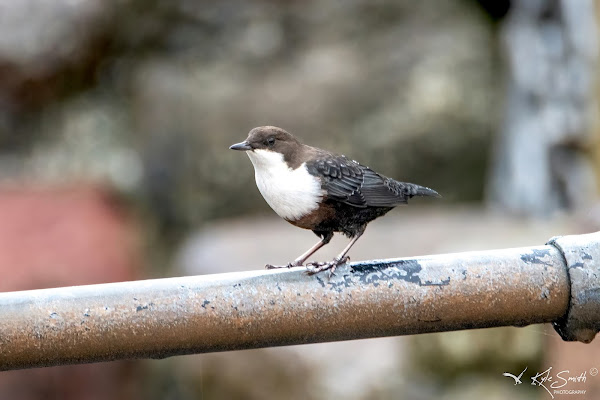 Dipper