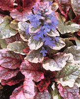 ajuga burgundy glow