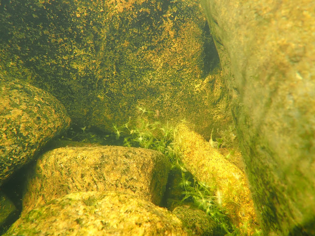 Irrallaan keijuvia vesikasveja kivien välissä