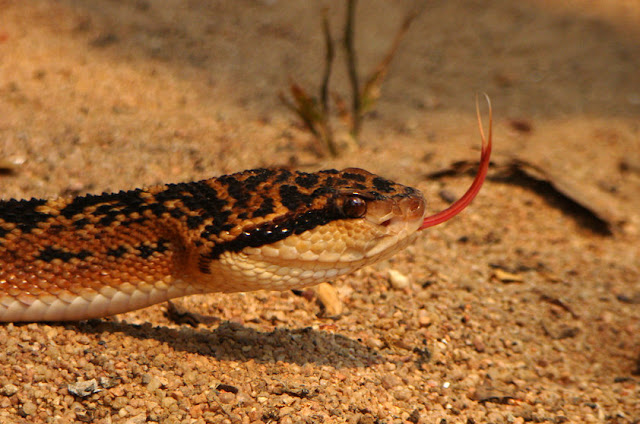 Surucucu - Lachesis muta - Amazonia