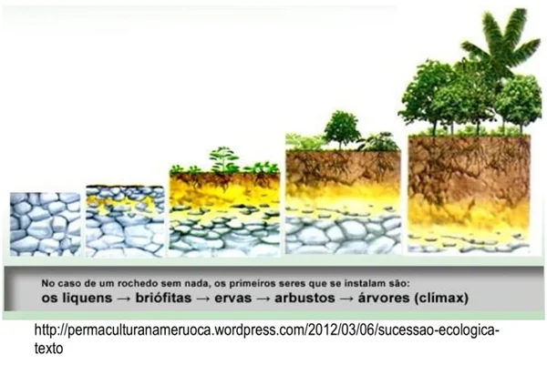 sucessão ecológica primária