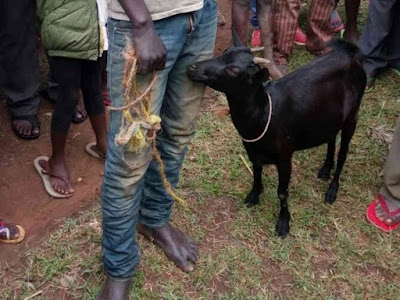 UNBELIEVABLE! Man caught having sex with goat, says he fears contracting HIV from women