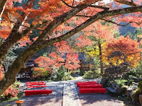 大きなカエデの木は、亀岡随一の紅葉の名木と言われている。