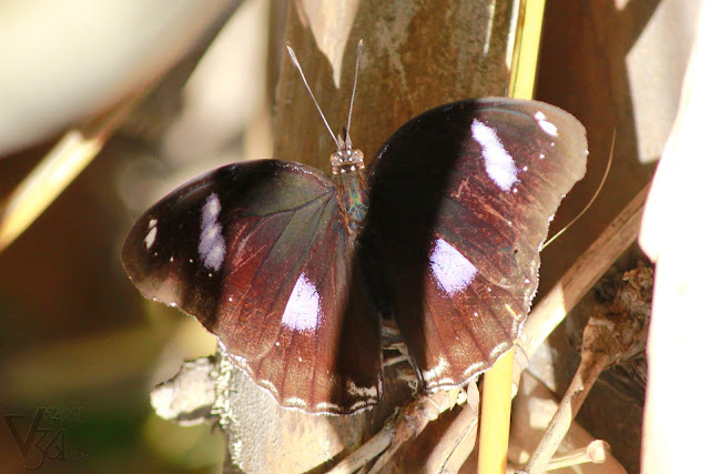 Danaid eggfly butterfly