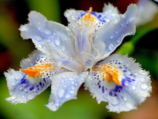 iris-japonica