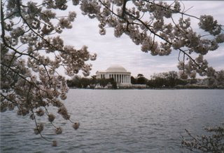 Cherry Blossoms