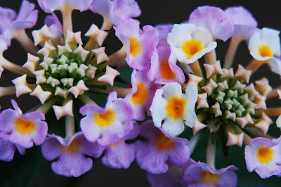 Bunga Terindah Di Dunia Yutube Bunga Terindah Didunia Youtube Cantik 