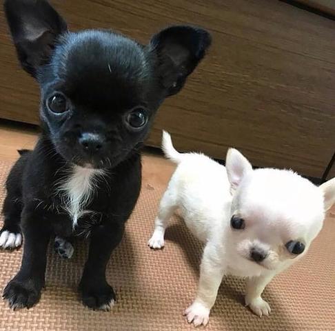 Chihuahua dog cute