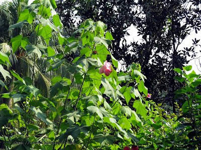 Changeable Rose, Hibiscus mutabilis