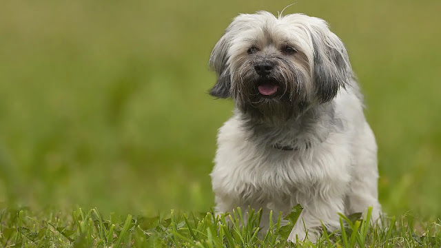 Lhasa Apso