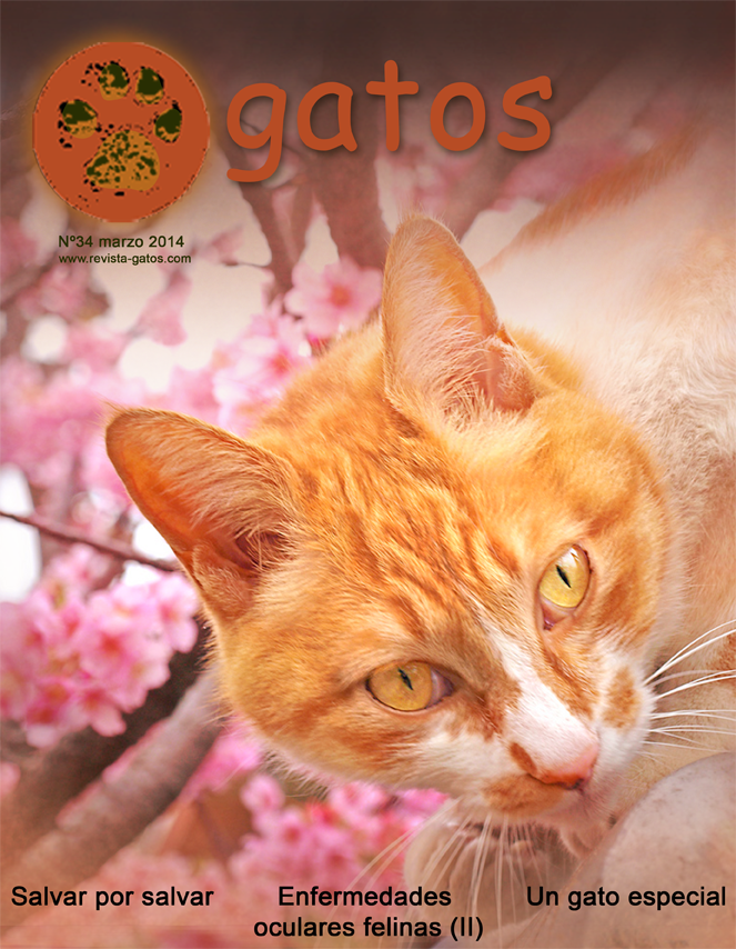 Portada revista Gatos