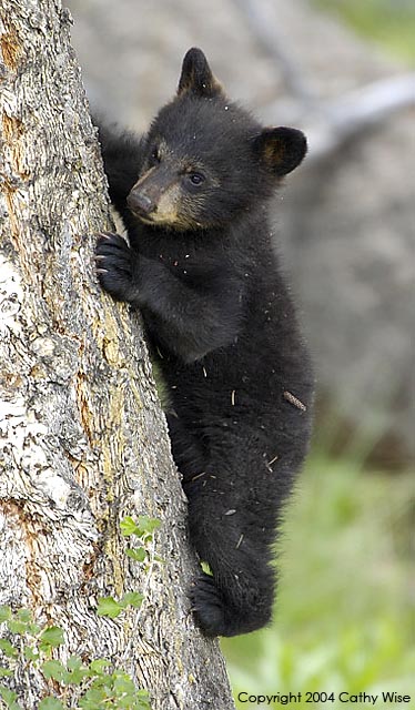 Bear on tree