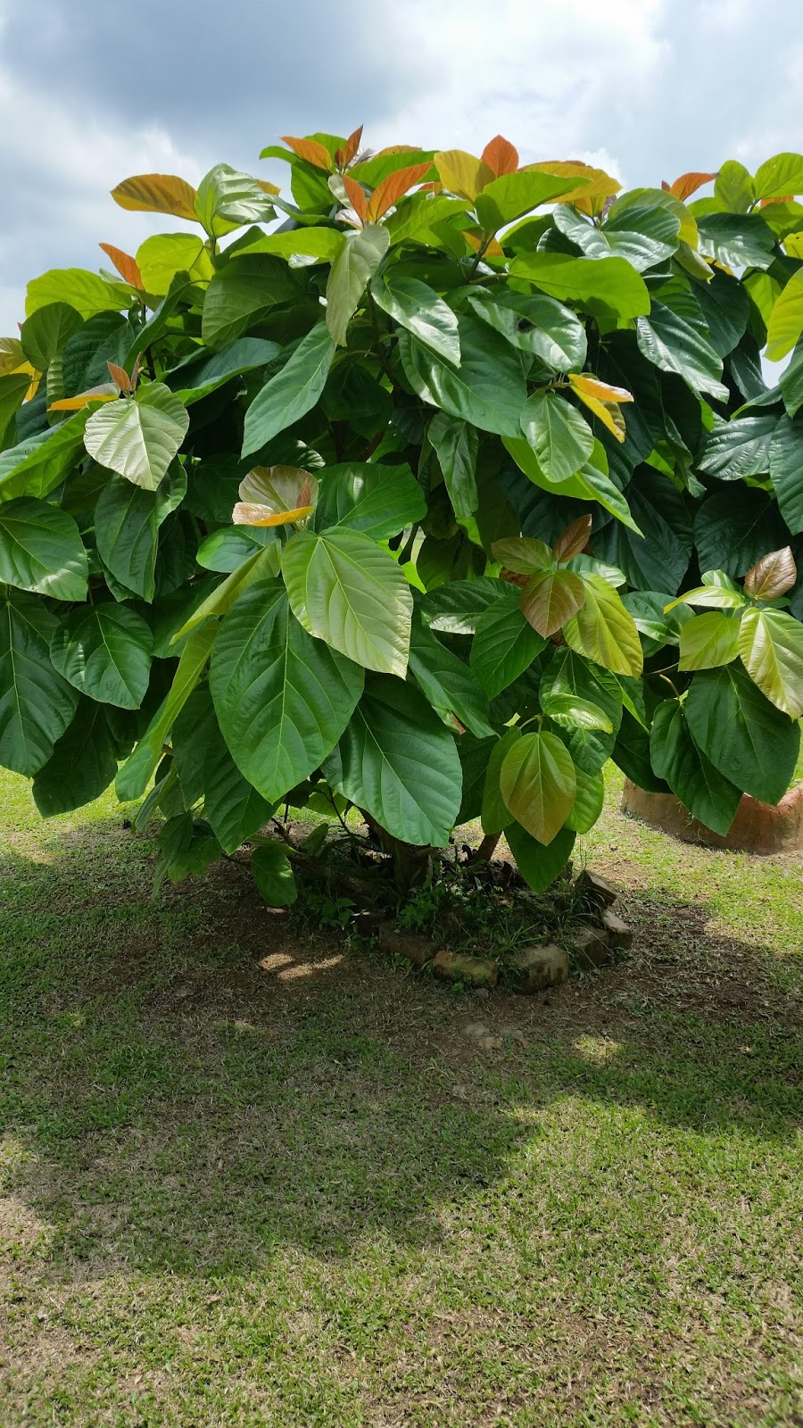 Warisan Petani Pokok  Ara  Mekah 