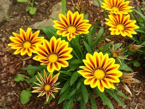 Gazania Flowers Images - Winter Flowers Images Download - Winter flowers - NeotericIT.com