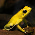 Golden Poison Frog