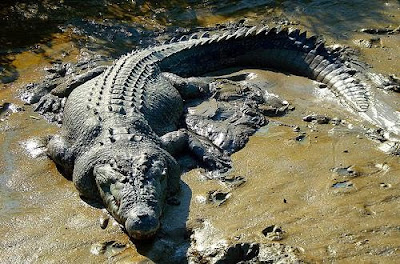 Saltwater Crocodile