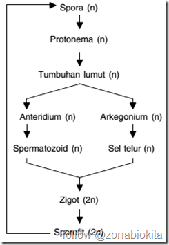 metagenesis lumut