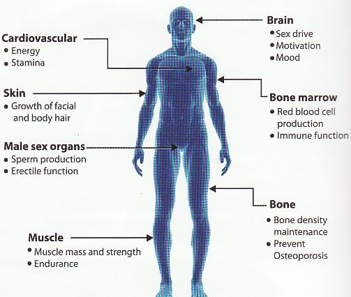 Testosterone Benefits