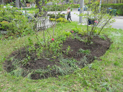 Riverdale Front Garden Spring Cleanup After by Paul Jung Gardening Services--a Toronto Gardening Company