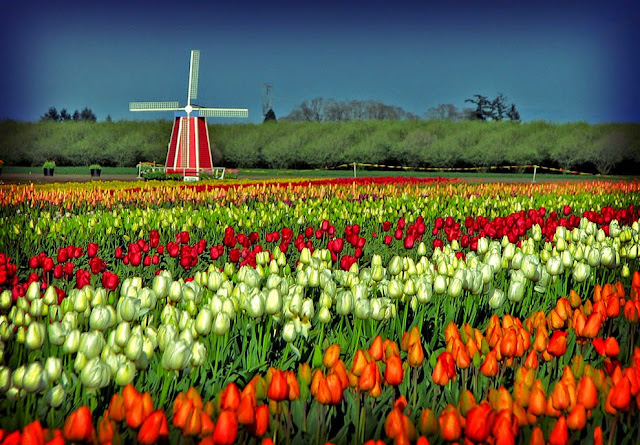 Tulip field season in Holland