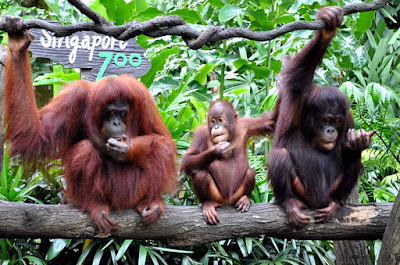 Singapore Zoo Tempat Wisata di Singapura : tempatwisata.biz.id