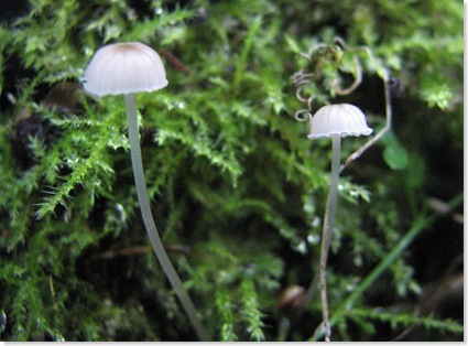 20111105 Wbx Marasmius rotula or bulliardii