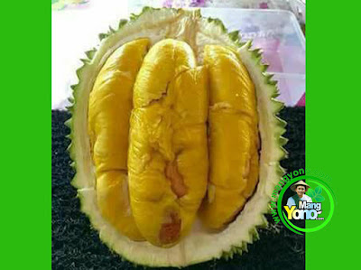 FOTO 2 : Buah Durian MusangKing Kaki 3.  