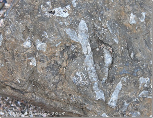 17-fossils