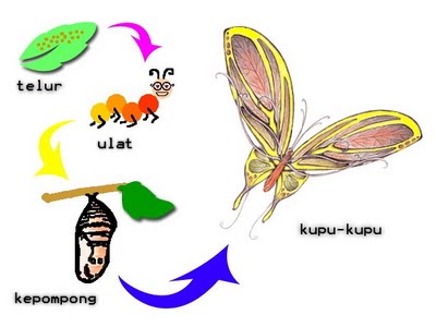 berapa lama metamorfosis kupu kupu