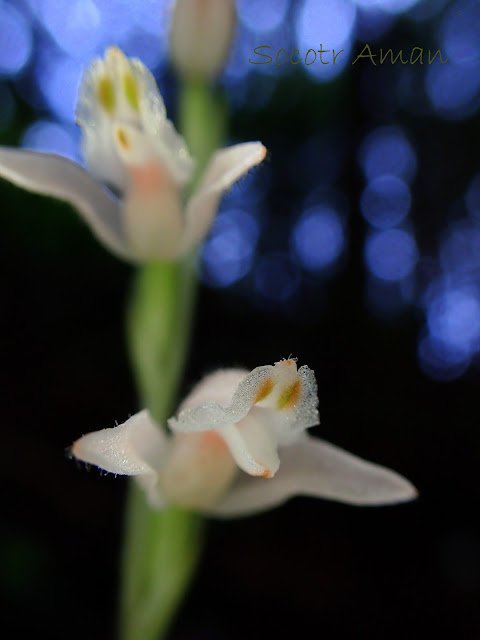 Goodyera schlechtendaliana