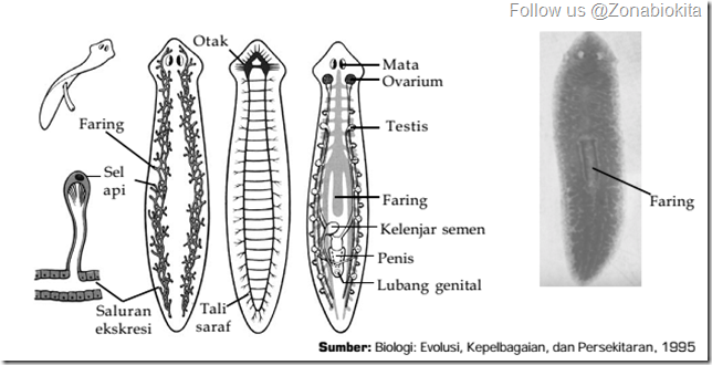  Gambar Hewan Filum Platyhelminthes  Gambar  C