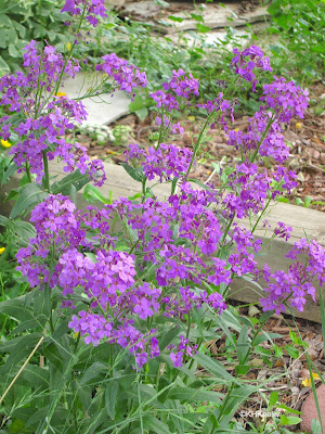 Hesperis matronalis, dame's rocket