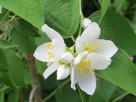 mock orange